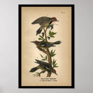 Affiche 1890 Bird Print Yellow-bellied Sapsucker