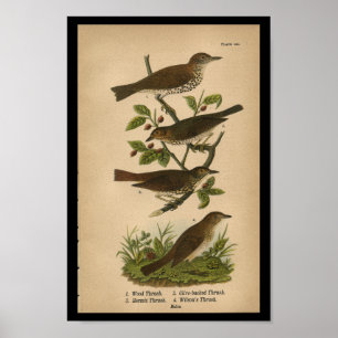 Affiche 1890 Brosse à bois imprimée par les oiseaux