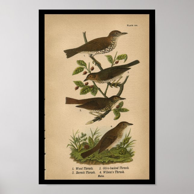 Affiche 1890 Brosse à bois imprimée par les oiseaux (Devant)