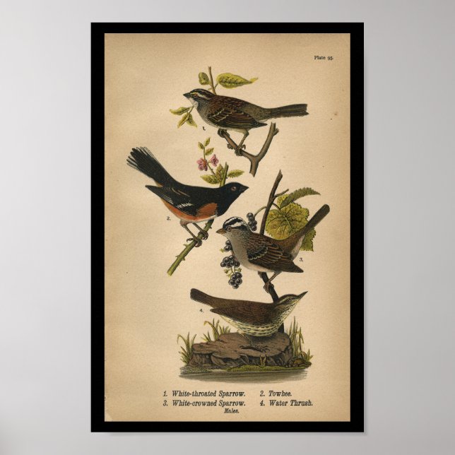 Affiche 1890 Bruant blanc à projection d'oiseaux (Devant)