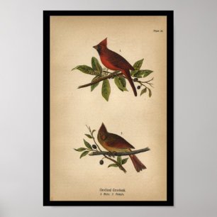Affiche 1890 Imprimer Cardinal Grosbeak
