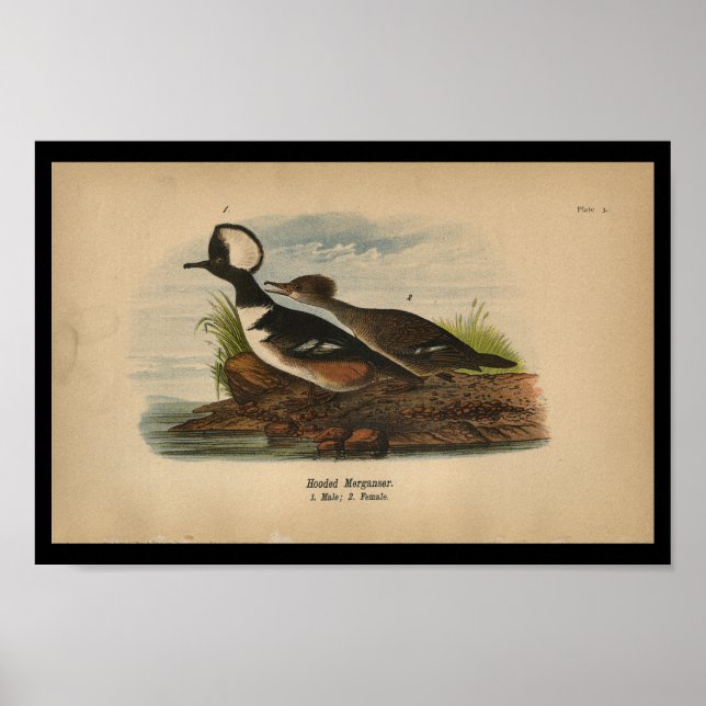 Affiche 1890 Merganser à capuchon imprimé d'oiseaux (Devant)