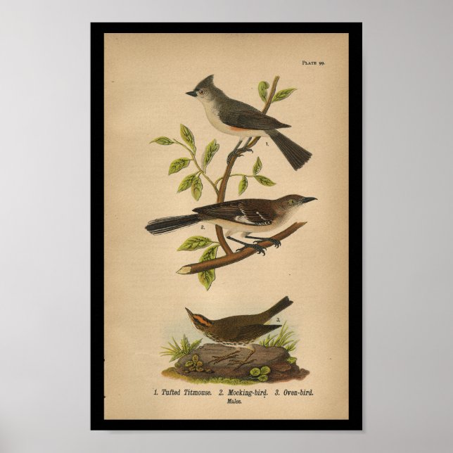 Affiche 1890 Oiseau à imprimer (Devant)
