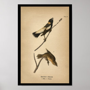 Affiche 1890 Oiseau à imprimer Bobolink