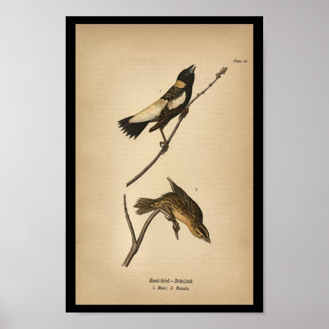Affiche 1890 Oiseau à imprimer Bobolink (Devant)
