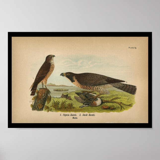 Affiche 1890 Oiseau Imprimer Faucon pèlerin (Devant)