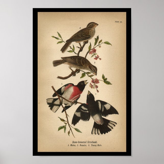 Affiche 1890 Oiseau Imprimer Grosbeak à poitrine Rose (Devant)