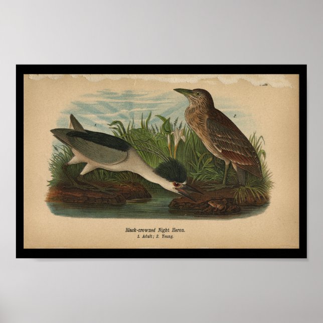 Affiche 1890 Oiseau Imprimer Héron de nuit (Devant)