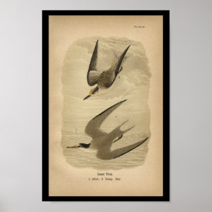 Affiche 1890 Oiseau Imprimer la moins grande saucisse