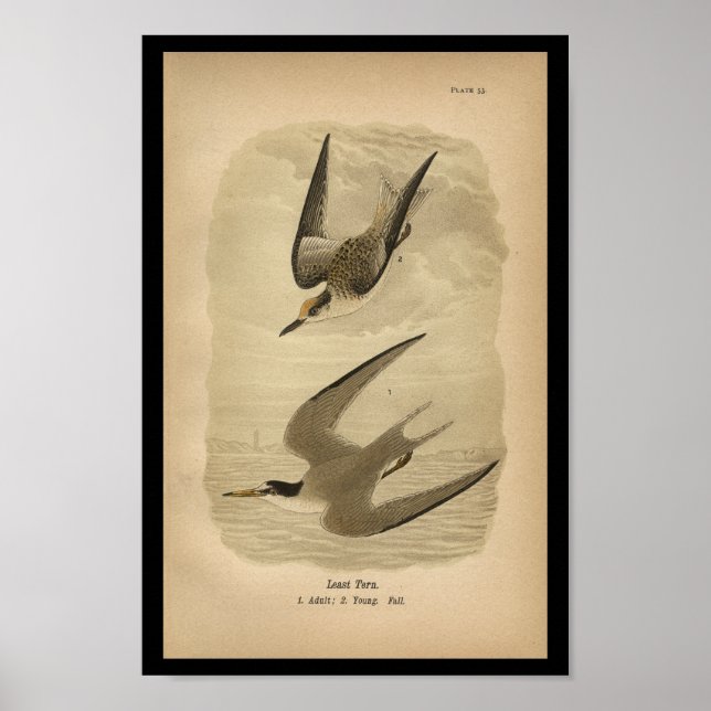 Affiche 1890 Oiseau Imprimer la moins grande saucisse (Devant)