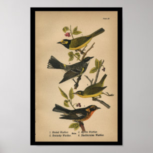 Affiche 1890 Paruline à capuchon imprimé d'oiseaux
