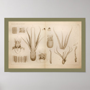 Affiche 1896 copies vintages d'art d'anatomie de poulpe