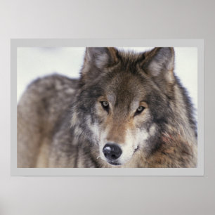 Affiche 18x24 de loup gris de photographie de