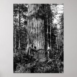 AFFICHE 1910 JOURNAUX STANLEY PARK CANADA