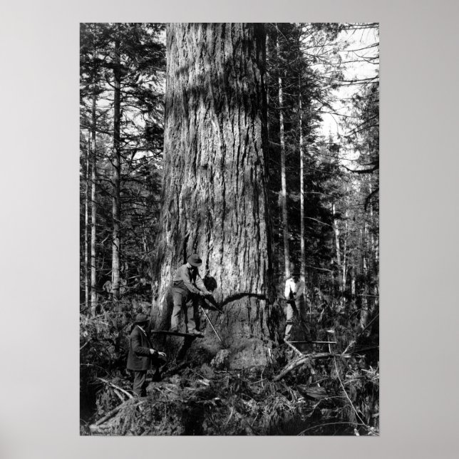 AFFICHE 1910 JOURNAUX STANLEY PARK CANADA (Devant)