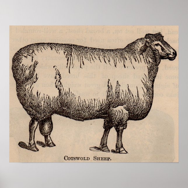 Affiche 19e century print cotswold sheep (Devant)