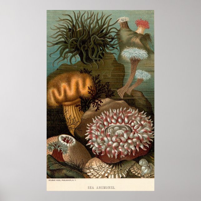 Affiche 19e century print sea anemones (Devant)