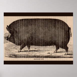 Affiche 19th century farm animal print Berkshire sow no. 2