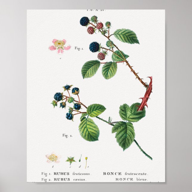Affiche 1 Blackberry (Rubus fruticosus) 2 Dewberry (Rubus) (Devant)