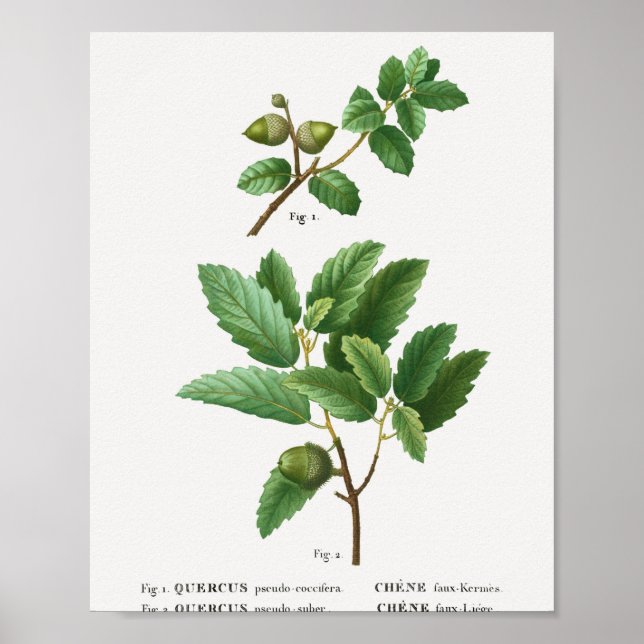 Affiche 1 Chêne de Kermes Quercus pseudo-coccifera 2 Chêne (Devant)
