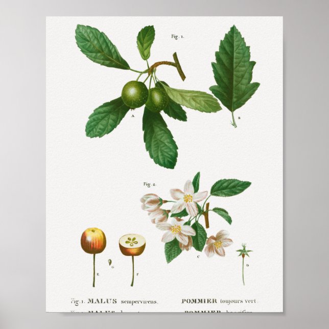 Affiche 1 Corbeille du Sud Malus sempervirens 2 Sibérien (Devant)