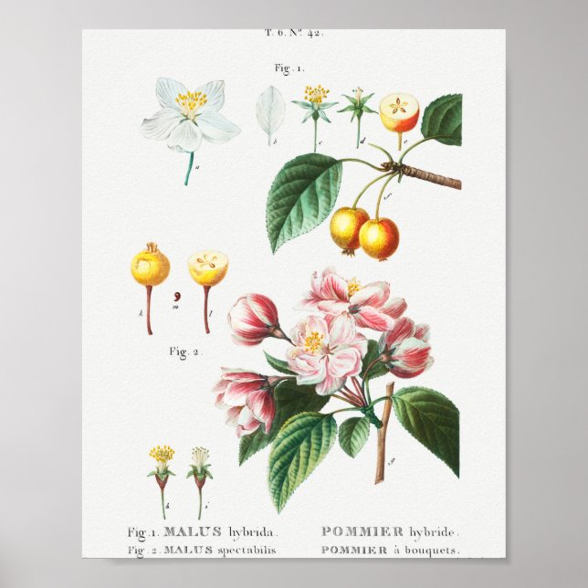 Affiche 1 Pomme de crabe à fleurs (Malus hybrida) 2 fl chi (Devant)