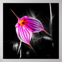 1x1 Ratio orchidée noire Img5480