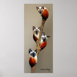 Affiche 2008JuilletMontrerPussyWillowToasty