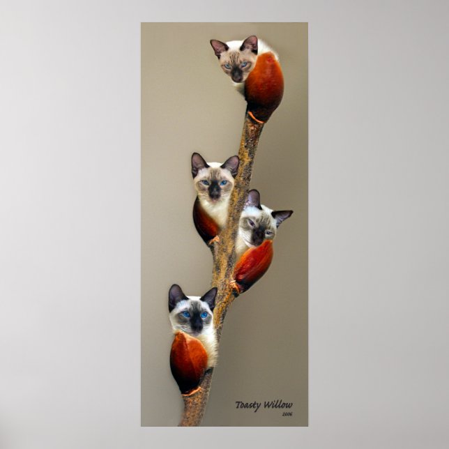 Affiche 2008JuilletMontrerPussyWillowToasty (Devant)