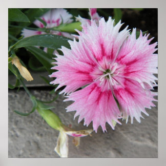 Affiche 2009-1008 imprimer/poster