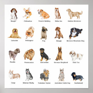 Affiche 20 chiens de races mignonnes