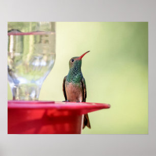 Affiche 20x16 colibri à ventre cassé au Texas