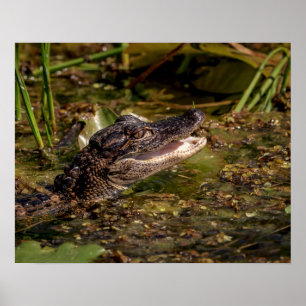 Affiche 20x16 Jeune Alligator