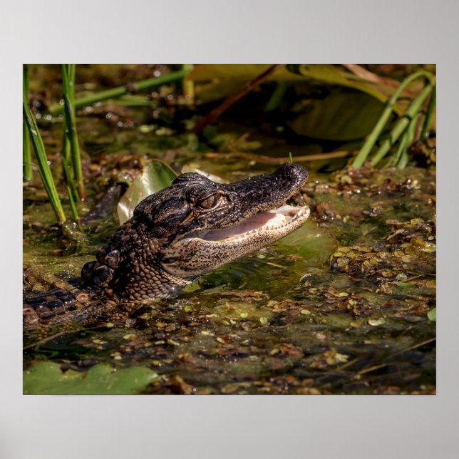 Affiche 20x16 Jeune Alligator (Devant)
