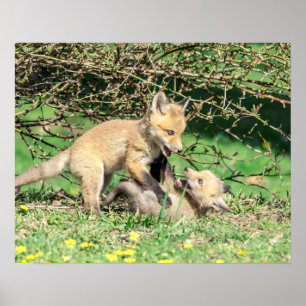 Affiche 20x16 Kits Red Fox Jouer