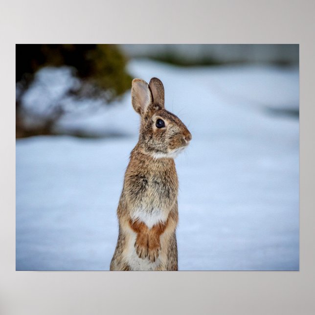 Affiche 20x16 Lapin dans la neige (Devant)