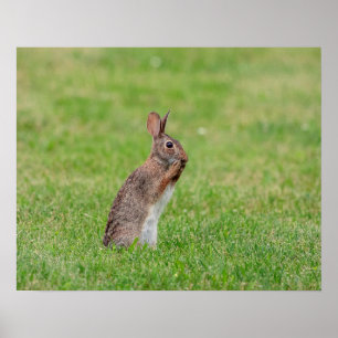Affiche 20x16 Lapin debout dans l'herbe et a l'air timide