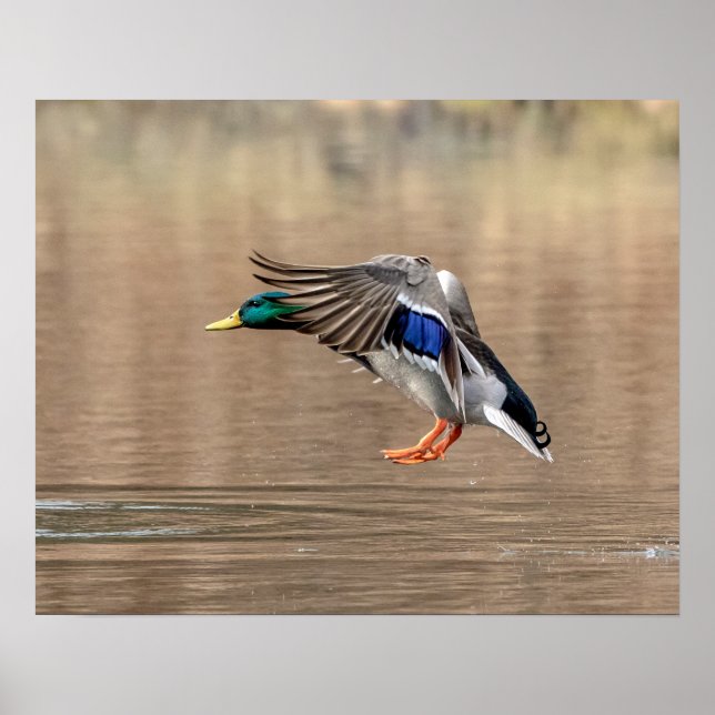 Affiche 20x16 Mallard Canard en vol (Devant)