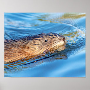 Affiche 20x16 Muskrat dans les fermes de Vassar Réserve éc