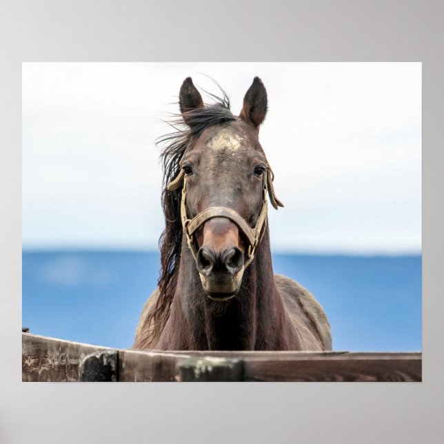 Affiche 20x16 Portrait d'un cheval (Devant)