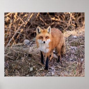Affiche 20x16 Red Fox haut proche et personnel