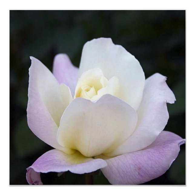 Affiche 20x20 (Devant)