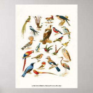 Affiche 22 Espèces d'oiseaux L. Prang & Co Botanical