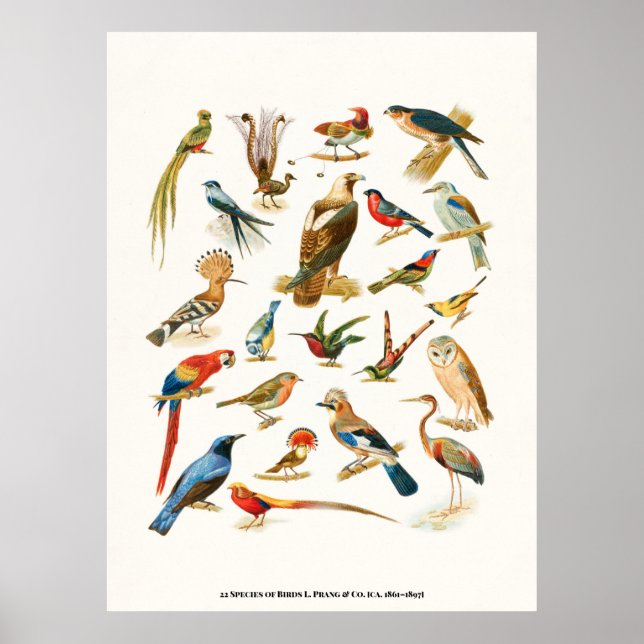 Affiche 22 Espèces d'oiseaux L. Prang & Co Botanical (Devant)