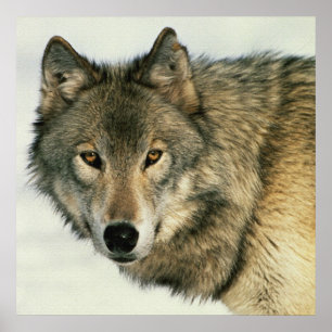 Affiche 24x24 de loup gris de photographie de