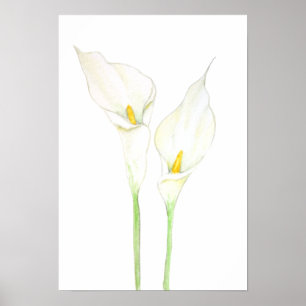 Affiche 2 aquarelle blanche calla