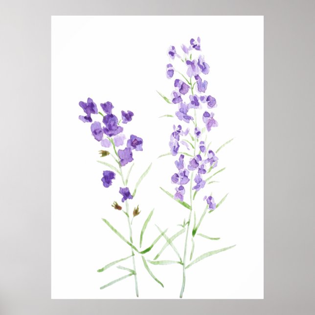 Affiche 2 aquarelle fleur sauvage violet (Devant)