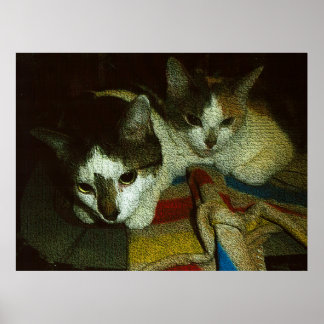 Affiche 2 Curieux Chatons