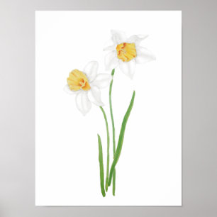 Affiche 2 fleurs de jonquille blanche aquarelle