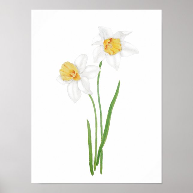Affiche 2 fleurs de jonquille blanche aquarelle (Devant)